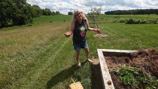 Planting Potatoes in Straw - Successful or Not??