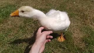 Watch a Gosling Grow up Greeting You