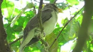 Sabiá Poca cantando na natureza