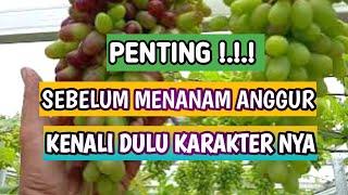 MENGENAL KARAKTER ANGGUR IMPORT GOSV  Si SUPER GENJAH ‼️