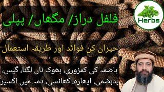 Benefits of Long Pepper  Filfil Daraz ke fayde  مگھاں  پپلی  فلفل دراز  Hakeem Zia ur Rehman