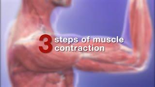 Visible Body Learn  How does a muscle contract?