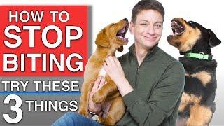 How To Train Your Puppy to STOP BITING You 3 Proven Techniques That WILL Work