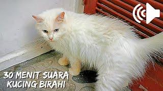 30 Menit Suara Kucing Betina Birahi Panggil Jantan - 30 Minutes Female Cat In Heat Sound