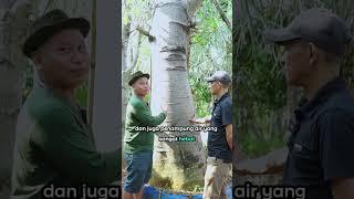 POHON FOSIL BESAR BANGET CUANNYA JUGA BESAR #shorts #juraganlahan #pohonbesar #kakigajah