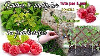 Diviser & multiplier les framboisiers pour plants et framboises à linfini & gratuit bouturage