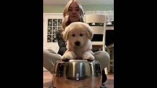 Funny animals  This dog is the best musician 