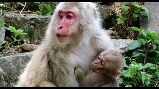 Baby monkey playing near mom