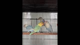 Mashallah Opaline Palefallow #lovebirds #Aamyr #birds