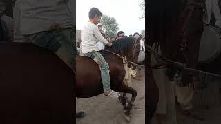 Viral video#dancer horse#beautiful horse#lovely horse#special horse#village round