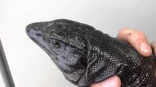 Satan the melanistic golden tegu