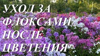 Уход за флоксами после цветения  Обрезка  подкормка защита от болезней