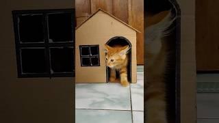 rumah kucing dari kardus bekas #rumahkucing #kardusbekas #kreasi #diy #shorts