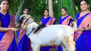 FULL GOAT  Traditional Mutton Kulambu Recipe Cooking in Village  Village Super Cooking