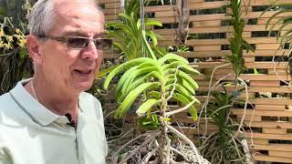 General considerations on Vanda care