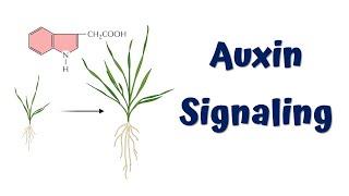 Auxin Signaling Animation  Auxin Hormone