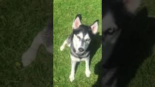 Husky off lead with a good recall By Cotswold Dog Training