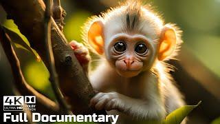 Baby Animals Discovering Their World  Episode 2  Life of Baby Monkey  Wild Animals Documentary