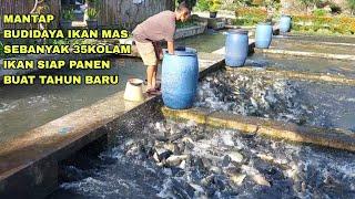 MANTAP BUDIDAYA IKAN MAS SEBANYAK 35KOLAM DAN IKAN SIAP PANEN BUAT TAHUN BARU