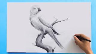 Parrot Bird Pencil Drawing 