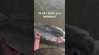 10 Lb + BASS on a SWIMBAIT #Swimbait #BassFishing #Fish #Fishing #Fishingshorts