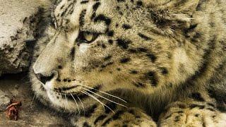 Snow Leopard - The Silent Hunter Best Wildlife Documentary
