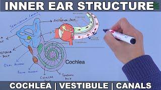 Structure of Inner Ear