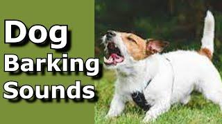 Dog Barking Sounds See How Your Dog REACTS #prankyourdog #dog #dogs