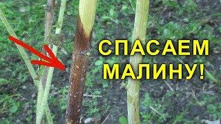 СПАСАЕМ МАЛИНУ ПУРПУРОВАЯ ПЯТНИСТОСТЬ. ЧЕМ ОБРАБОТАТЬ МАЛИНУ ВЕСНОЙ