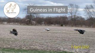 Guineas in Flight
