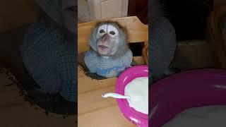 ШОК Маша не ест кашу#monkey #petmonkey #animal #макака #экзотика #зоо #обезьяна #питомец
