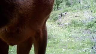 Nosy bull elk in Utah up close