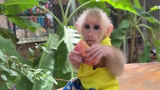 lion eating apple so good