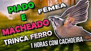 Piado e Macheado de Trinca Ferro Fêmea com Cachoeira