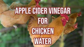 TEN Benefits of Apple Cider Vinegar in Chicken Water