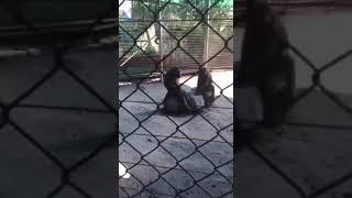 эротика в зоопарке