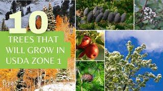 10 Cold-Hardy Trees for USDA Zone 1 Alaska