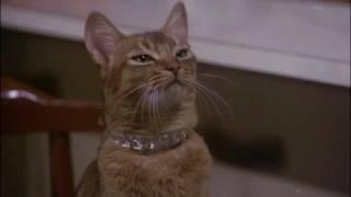 The Cat From Outer Space 1978 - Jake levitates Frank