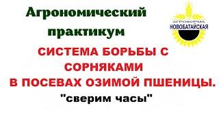 Система борьбы с сорняками в  посевах озимой пшеницы. Сверим часы