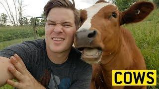COWS acting like PUPPIES   JukinVideo