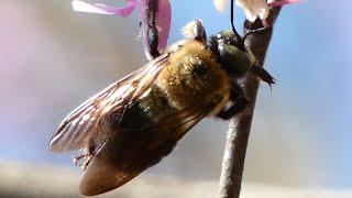 Bee humming  buzzing sounds  Bumble