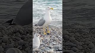 Birds Meeting on Beach - Réunion de Piafs sur la Plage EP.17