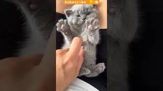 Baby cat gray cute️ #cat_cute #trendingshorts