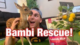 We Rescued a Baby Deer  How To Bottle Feed A Baby Deer Fawn  Creature Feature Axis Fawn