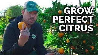 How to Plant Grow & Care for Citrus Trees COMPLETE GUIDE
