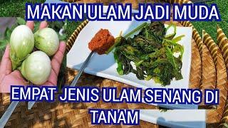 EMPAT JENIS ULAM SENANG DI TANAM DAN BERKHASIAT #tanaman #ulam