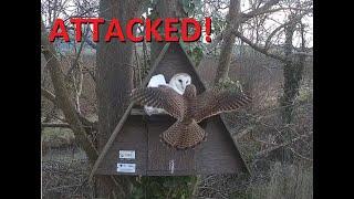 Kestrel Attack - Somerset Barn Owl
