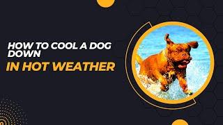 How to Cool a Dog Down in Hot Weather