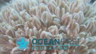 Marine Ecology by Ocean First Education