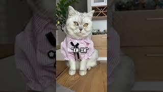 Смешные коты - Майя #смешныекоты #кошка #shorts